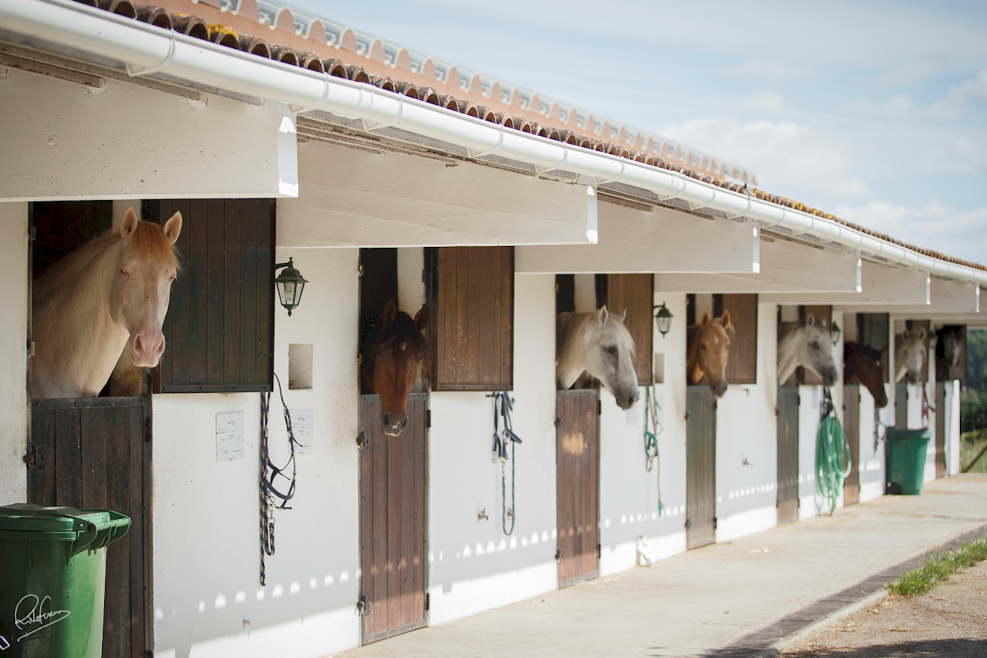 Stable horse