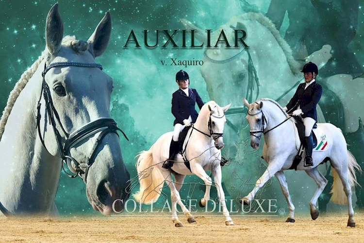 Auxiliar