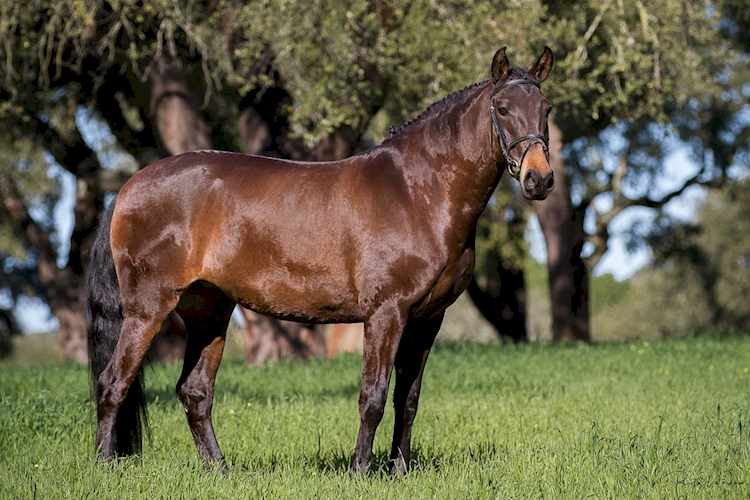 Iberica das onzenas